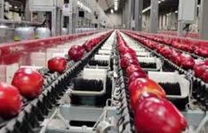 Apple Sorting line